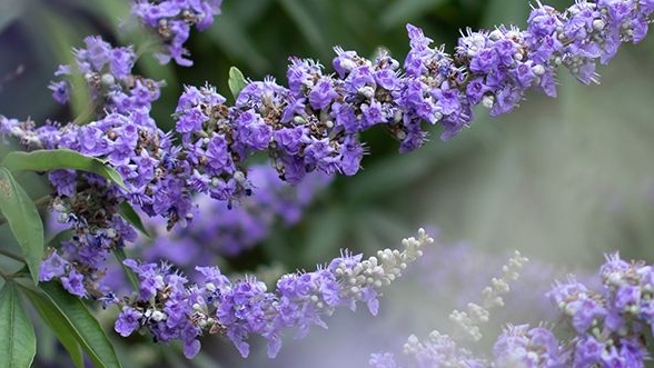 Australian Chasteberry