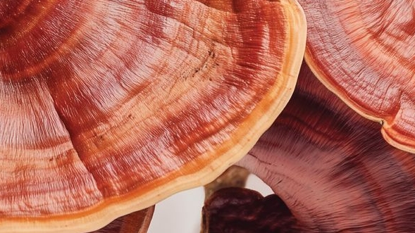 Ultrapure Ergothioneine