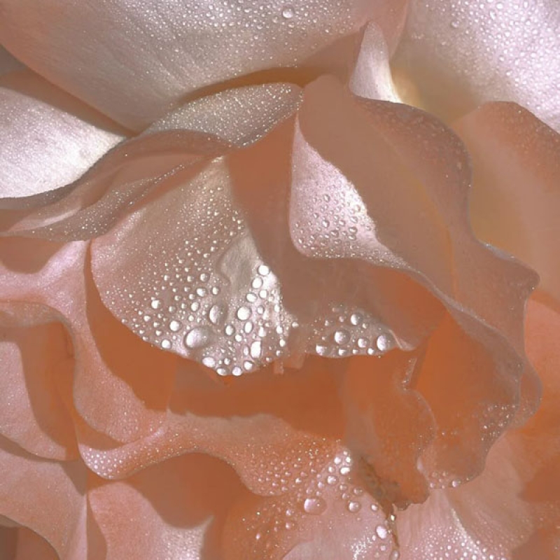 French Centifolia Rose Pistil Stem Cells